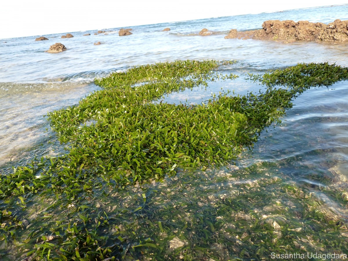 Thalassia hemprichii (Ehrenb. ex Solms) Asch.